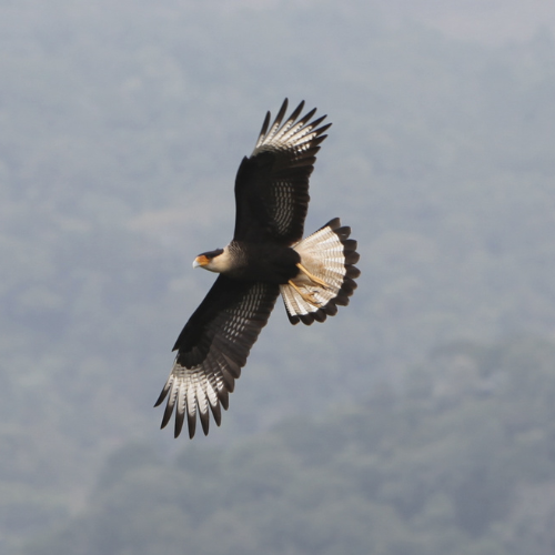 (Des)encontro emocional